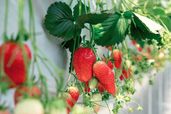 ナガシマファー厶いちご狩り｜ナガシマスパーランド