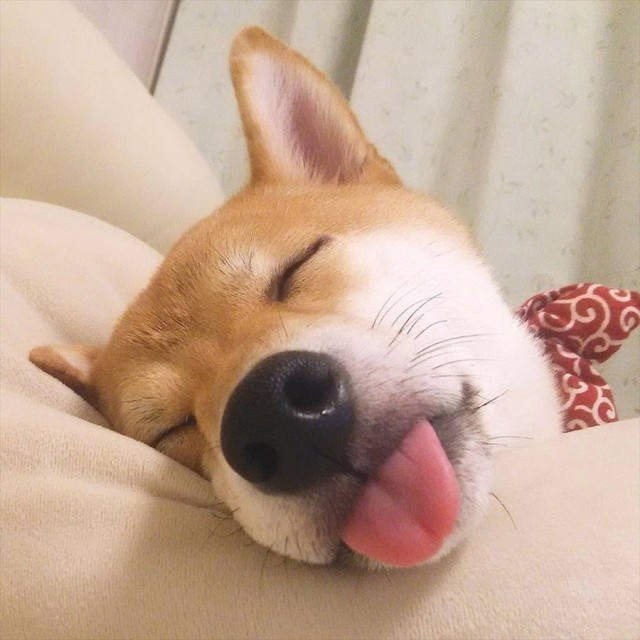 写真満載 鼻ぺちゃ犬 柴犬だらけの写真展 鼻ぺちゃ展 巻きしっぽ展 合同開催 ヤバチケ