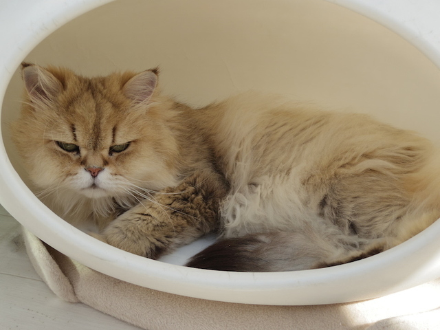 もふもふ猫さん