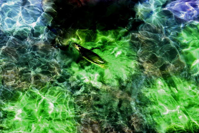 ぬるぬる＆にょろにょろな不思議ないきものたち