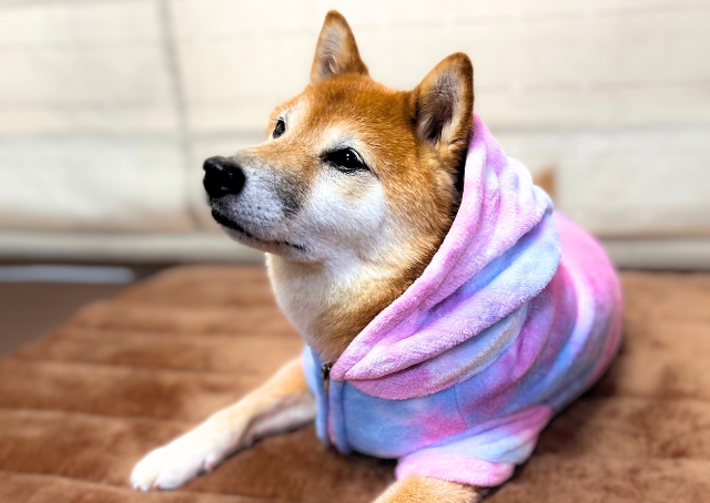 【SHEINペット用品】ふわふわの毛布にくるまれているみたいに気持ち良さそうです