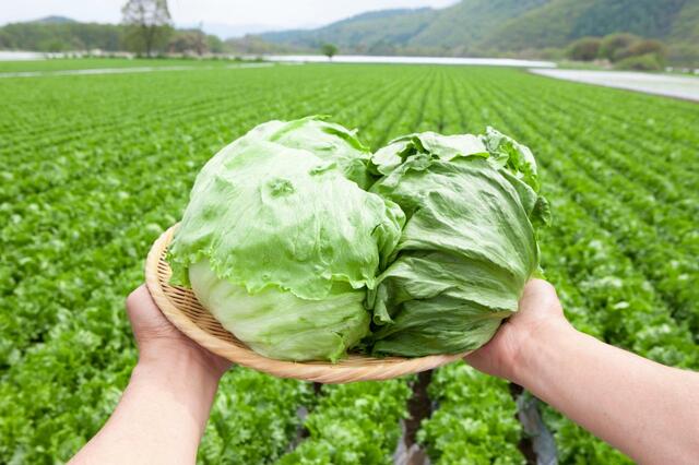 旬菜畑に「高原レタス」が登場【しゃぶ葉「牛たんフェア」】