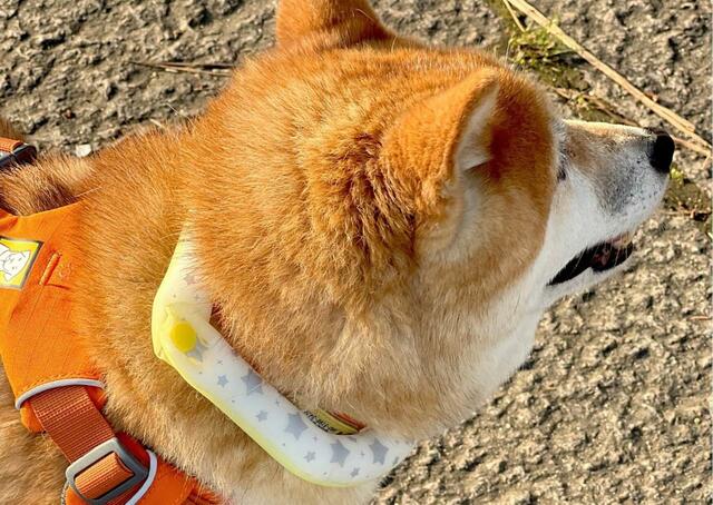 【SUO RING for dogs star 28°ICE】全体がひんやりしているので首周りで回転しても大丈夫