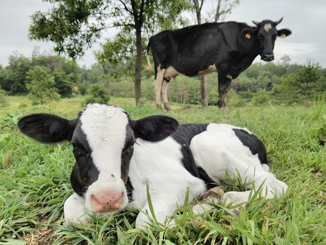 自然放牧の様子
