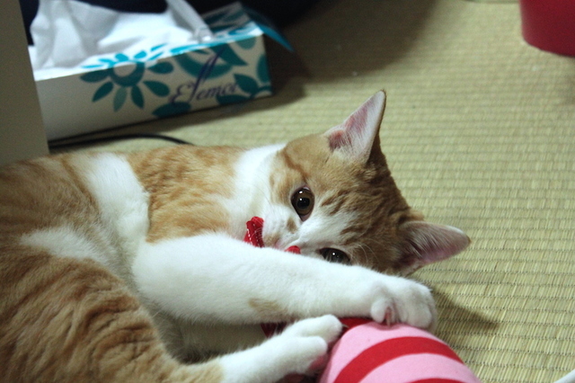 おもちゃで遊ぶ虎徹　提供：前田悟志