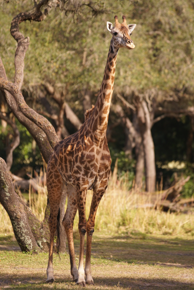 『Magic Of Disney's Animal Kingdom ディズニー・アニマルキングダムの魔法』 