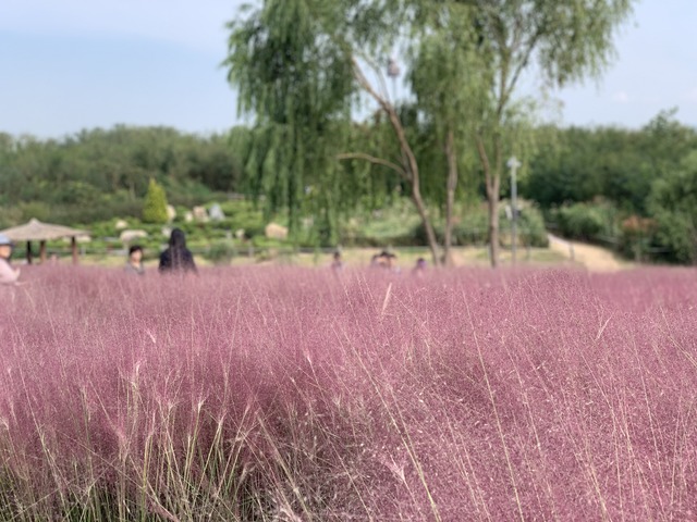 ハヌル公園で毎年9月末から11月頃まで楽しめるピンク色のススキ（ミューレンベルギア・カピラリス）