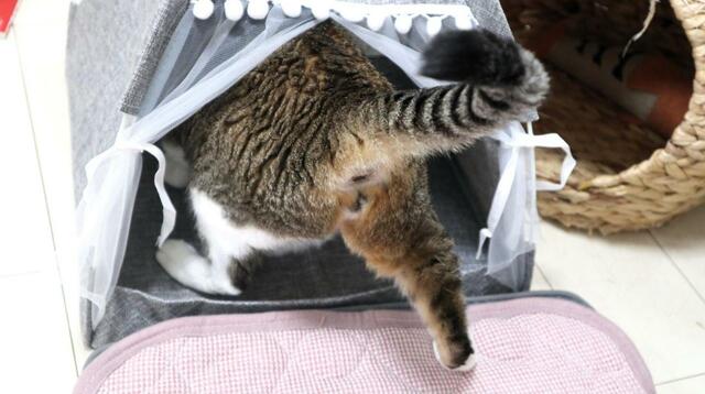 【SHEIN ポンポンペットテント】「ちゅ～る」めがけて突入！