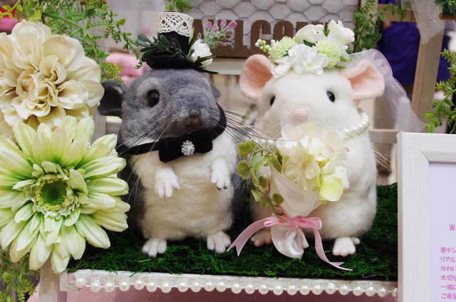 Japan Chinchilla Festival