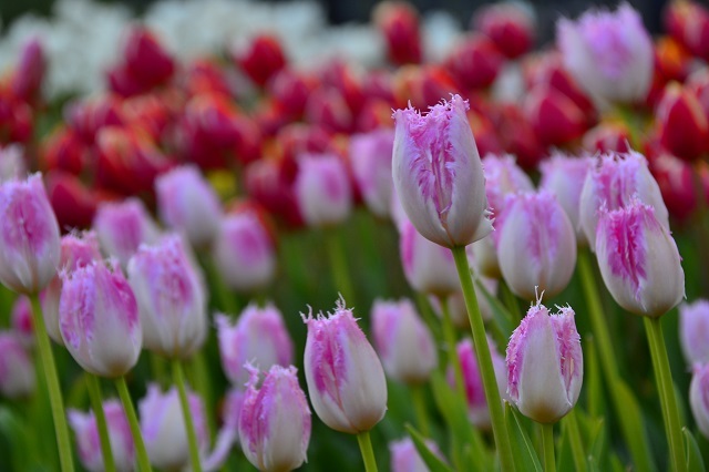 「ザンビーニ・ブラザーズ・リストランテ」付近のチューリップ。品種：ファンシーフリル ©Disney