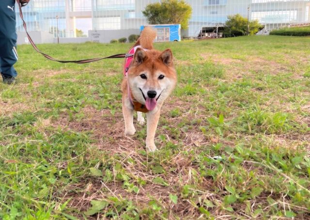 【PAW WING  犬用パッド】お散歩も貼ったままで、3日程度は貼ったまま過ごせます