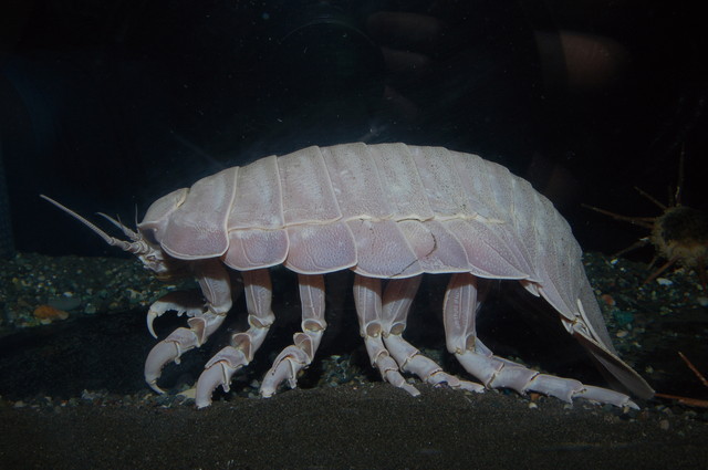 水族館ニューヒーロー／ダイオウグソクムシ（等脚目スナホリムシ科）