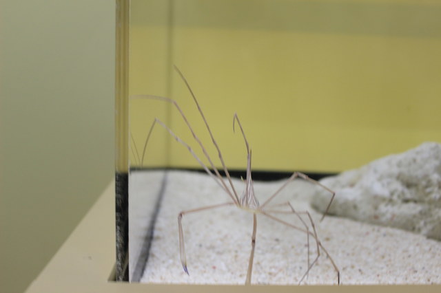 脚が特徴的なカニ、アロークラブ