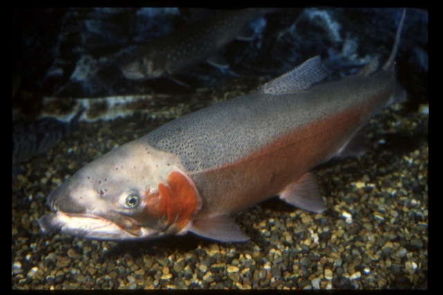 特別展「美味しくてすごい生き物展～美食奇食珍食生物図鑑～」