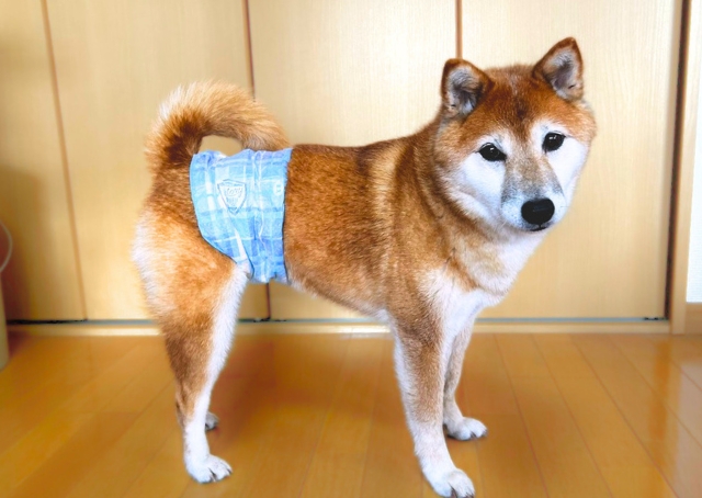 愛犬に「マナーウェア」着けて散歩してみた！嫌がらない？モレない？正直レポート - ハピママ*