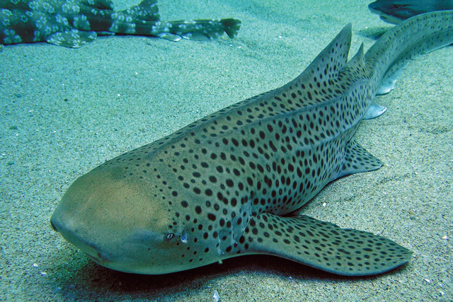 ・テンジクザメ目トラフザメ科《トラフザメ》太平洋・インド洋の熱帯海域<br/> [解説] 30mより浅い海底で、特にサンゴ礁の周辺に生息する。小さいうちは黄色っぽい体色に虎のようなしましま模様だが、成魚になるとしましま模様が分離しヒョウ柄になり、全長3.5mほどになる。丸い頭と、全長の半分近い長い尾ひれが特徴で、泳ぎはあまり速くない。トラフザメは卵生で、メスは海底に繊維の束が付いた卵を一度に2、3個生み付ける。 写真提供：マリンワールド 海の中道