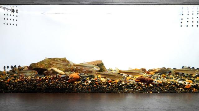 山紫水明エリア ホンモロコ