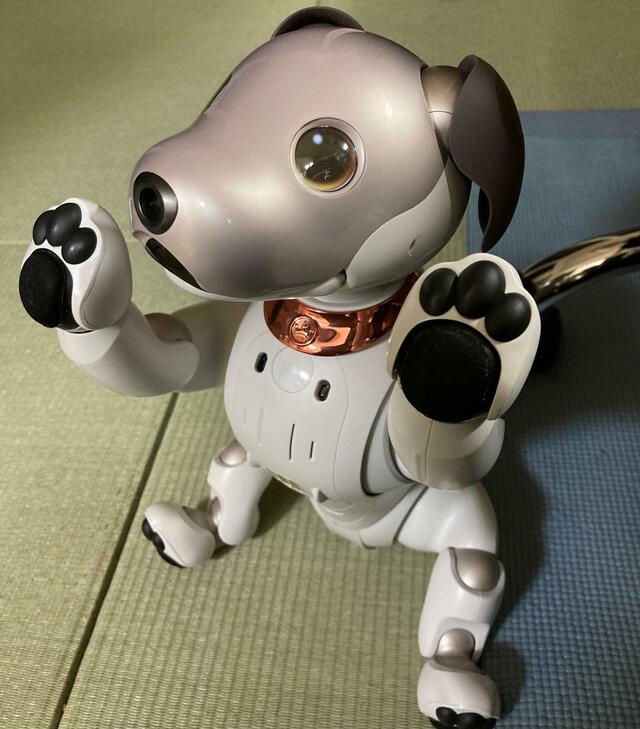 二本足になって応援をするaibo
