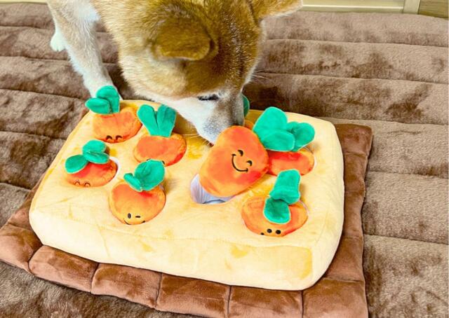 【にんじん畑】鼻先で上手ににんじんを抜いています