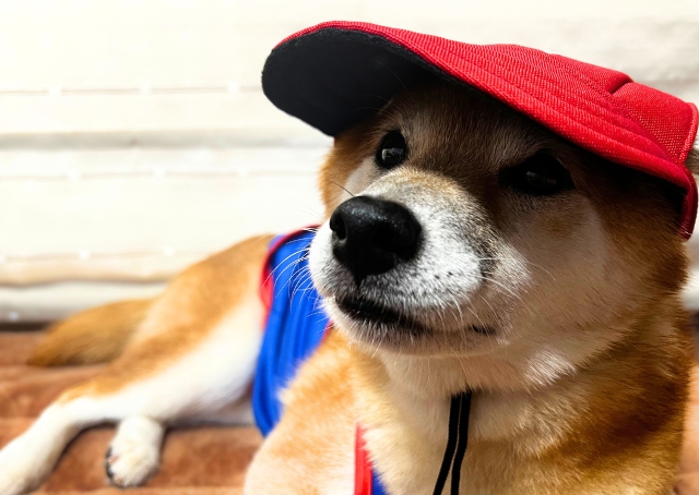 【SHEINペット用品】帽子のサイズ選びのポイントは耳の幅のサイズが重要です