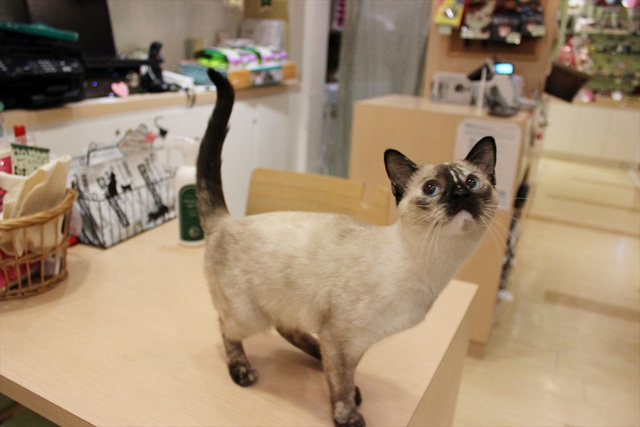 可愛くてキュンキュンする「吉祥寺ねこ祭り」の猫たち