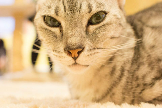 カメラ女子が撮影した“ふわふわ＆もふもふ”の猫たち