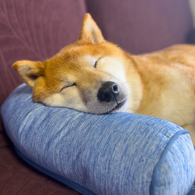 【ニトリ ペットごろ寝マット】枕部分もひんやりもちもち。気持ちよさそうに寝ています