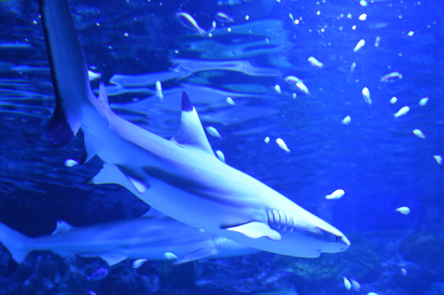 エプソン アクアパーク品川