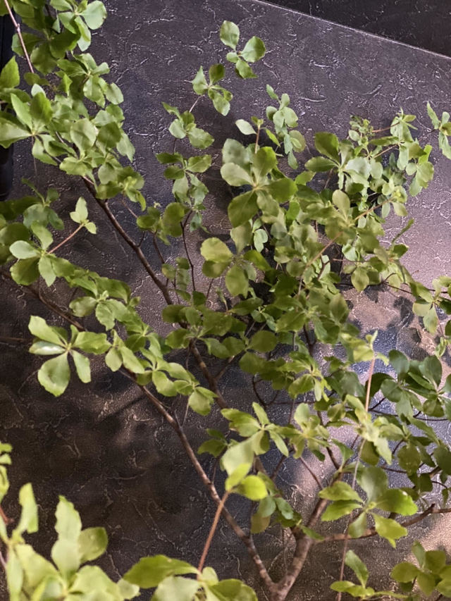 ドウダンツツジ（Flower Market Kazua）