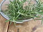 【天然ハーブで作るオリジナル洗剤】摘みたてのフレッシュなローズマリー