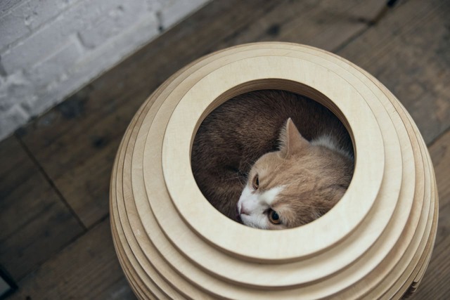 【フランスペット】「ねこハウス まり」