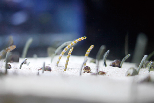 ・ウナギ目アナゴ亜目アナゴ科《ニシキアナゴ》琉球列島、小笠原諸島、インド・西太平洋<br/> [解説] チンアナゴに似た容姿だが、模様が異なり金色と白の縞模様が特徴。サンゴ礁の砂底に生息する。普段は身体の下部を砂の中に隠しており、敵が近づいたときには全身を穴に引っ込め、身を隠すことでやり過ごす。有名なポイントではダイバー慣れしている固体も存在するチンアナゴに対し、こちらは音に敏感。すぐに顔を引っ込めてしまうため、観察や撮影のために近づくのは難しいらしい。 写真提供：すみだ水族館