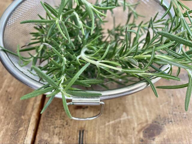 【天然ハーブで作るオリジナル洗剤】摘みたてのフレッシュなローズマリー