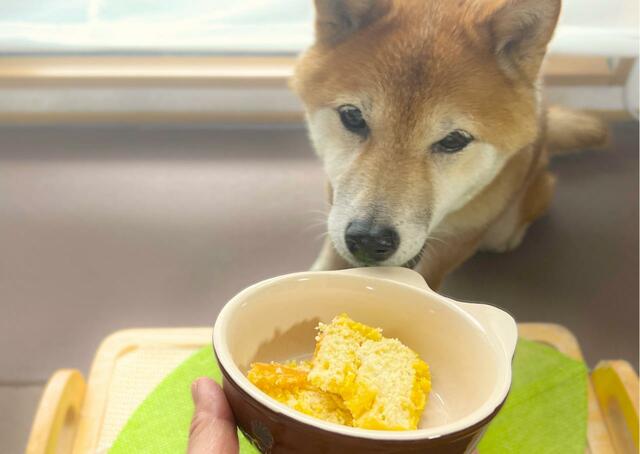 【Dog Lab Bubbie Boo 似顔絵ケーキ】食べやすくカットしてあげました