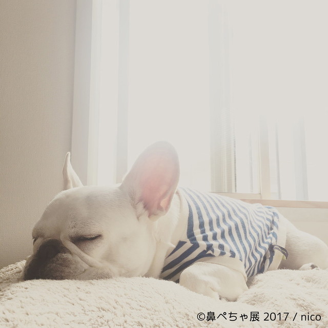 鼻ぺちゃ展 2017