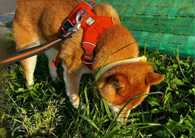 【SUO RING for dogs star 28°ICE】頭を下に向けても首に負担がない軽さでクン活もはかどります