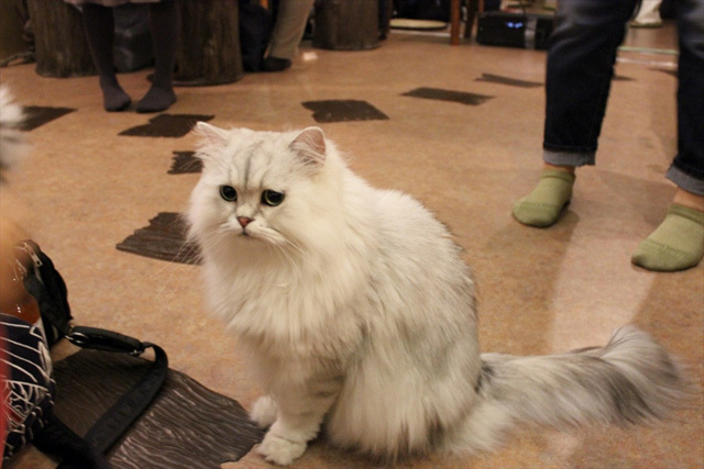 可愛くてキュンキュンする「吉祥寺ねこ祭り」の猫たち