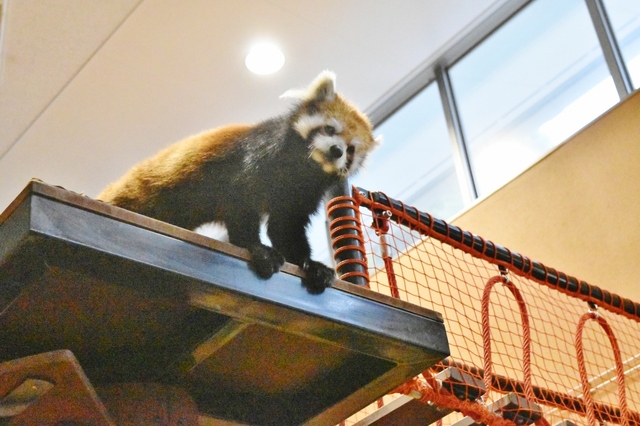 いろんな角度からレッサーパンダが見られる