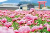 「春の花」絶景ランキングTOP10！2位は「富士芝桜まつり」、1位は「知る人ぞ知る桃源郷！」