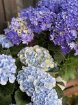紫陽花の鉢物（Flower Market Kazua）