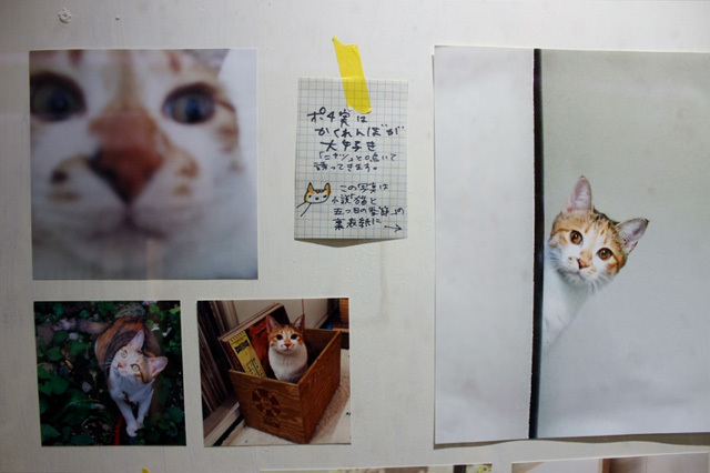 可愛くてキュンキュンする「吉祥寺ねこ祭り」の猫たち