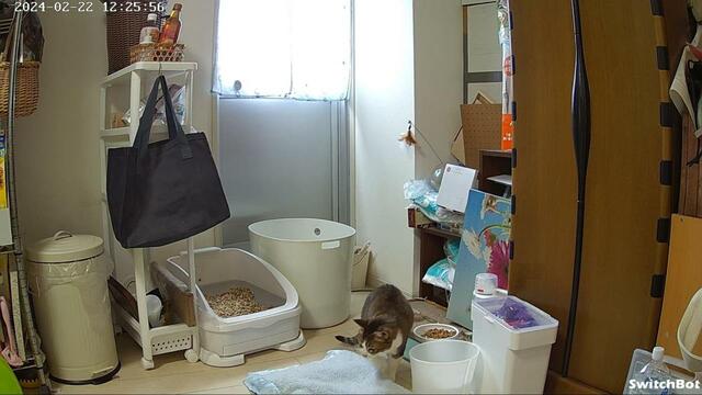 【SwitchBot 見守りカメラ 】カメラ前で寝てほしくて猫毛布を置いてみたけどダメでした…