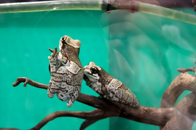 ジュウジメドクアマガエル