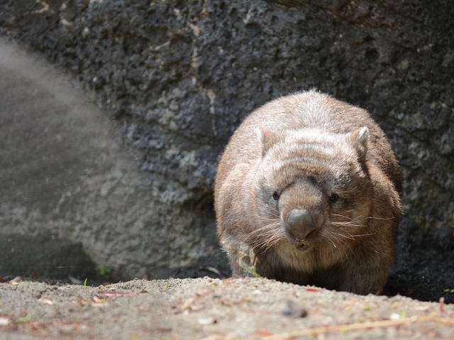 まるまるとしてかわいらしい姿で金沢動物園の人気者でした