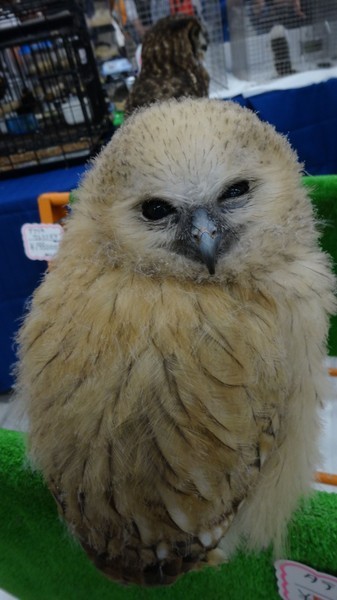 「東京レプタイルズワールド2014」に集まった動物たち