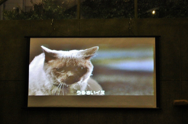 可愛くてキュンキュンする「吉祥寺ねこ祭り」の猫たち
