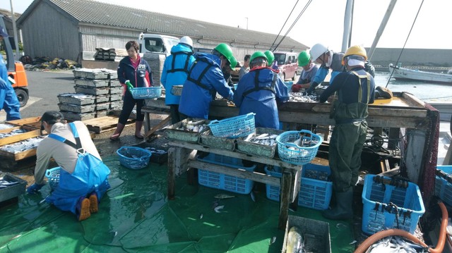 離島から仕入れる新鮮な魚を痛風鍋に使用