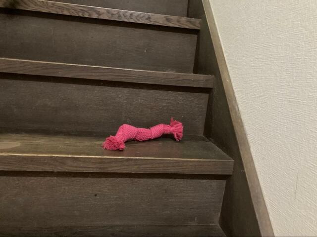 【こいぬすてっぷ プラッツ スーパーロープ(S)】スーパーロープへの食いつきも◎