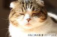 ねこ休み展 夏 2017