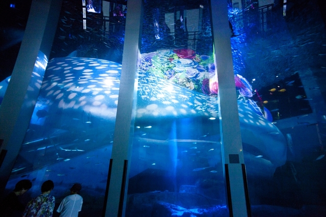 大水槽のプロジェクションマッピングでは迫力あるジンベエザメが登場
